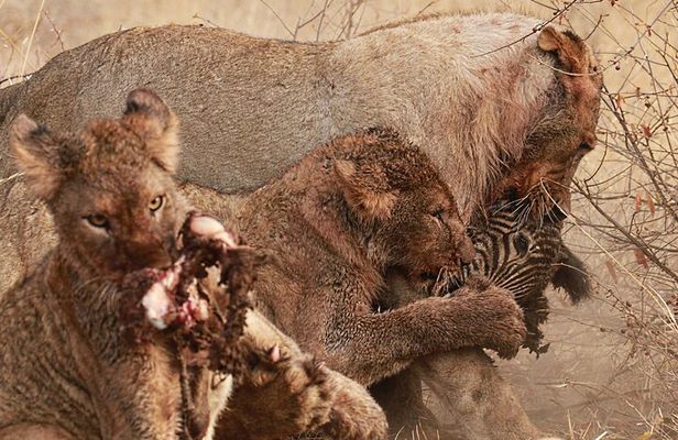 Exclusive Night Drive Safari near Hoedspruit