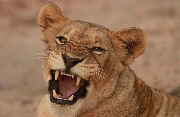 Exclusive Morning Game Drive Safari near Hoedspruit