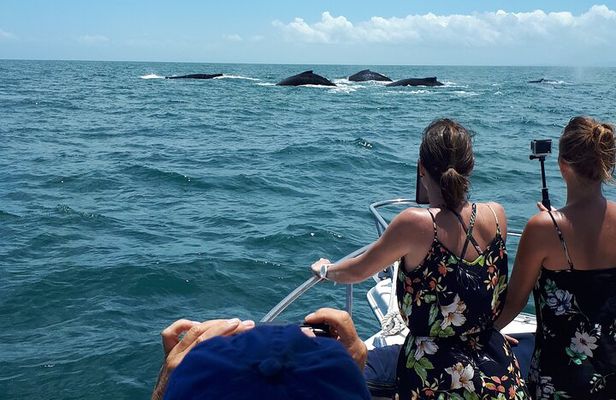Private Whale Watching Tour – 27ft Proline | Pearl Islands