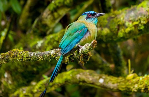 Birdwatching Tour: unlock the wonder, whether beginner or advanced