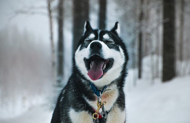 Husky Adventure with 6-10km Safari in Lapland