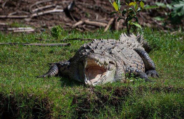 From San José: Carara National Park and Tárcoles River Tour