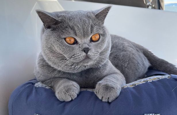 Vancouver Sailing Experience on a 50 foot Sailboat