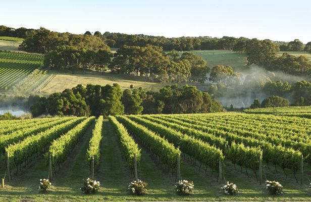 Mornington Peninsula Wine Day Tour