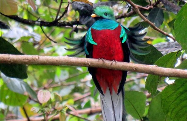 Private Full-Day Bird Watch Workshop