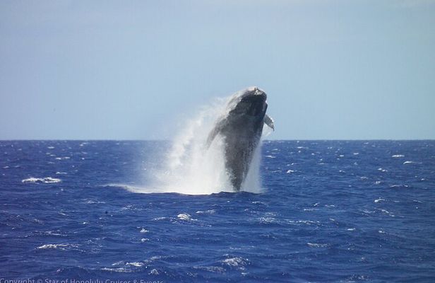 Early Bird Whale Watching Cruise from Waikiki