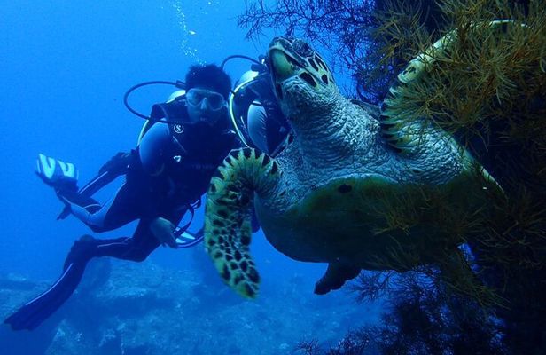 USS Liberty Shipwreck Scuba Diving at Tulamben Bali