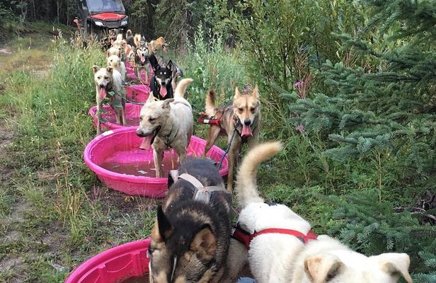 Sterling, AK Location! ATV Dogsledding Ride