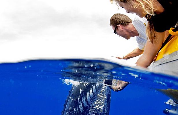 HIGH QUALITY Whale Watch Adventure Aboard Luxury Super Raft