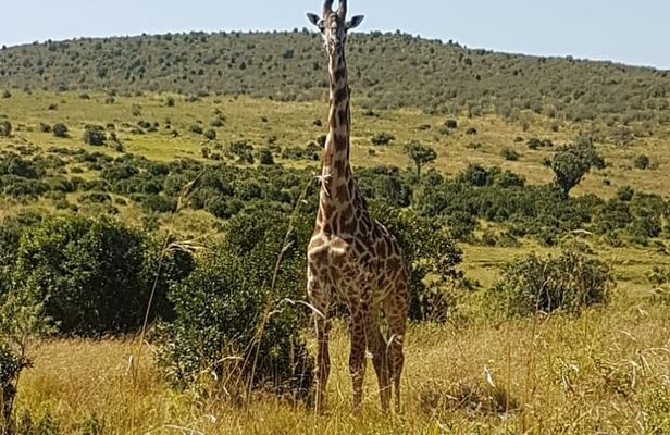 Nairobi National Park Tour From 0600hrs - 1130hrs or From 1300hrs - 1800hrs