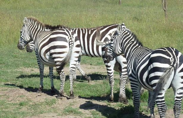 3 Days, 2 Nights Masai Mara Road Package
