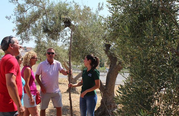 Guided tour and olive oil tasting in Alhaurin el Grande (Málaga) 