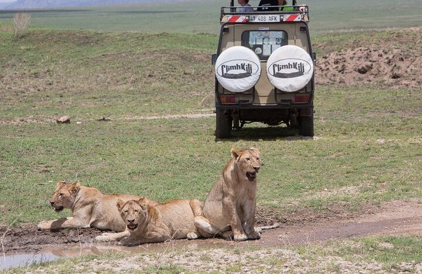 Private Group Serengeti Safari, Crater & Tarangire National Park