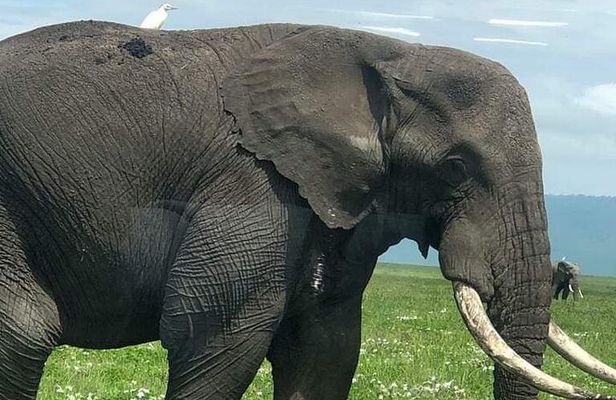 5 days nothern Tanzania camping Safari