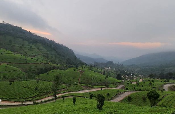 4 Nights Private Tour Cochin/Munnar/Thekkady/Houseboat-Sanguine 