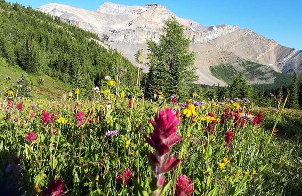 Exclusive Skoki Backcountry Guided Hiking in Lake Louise with Van Shuttle