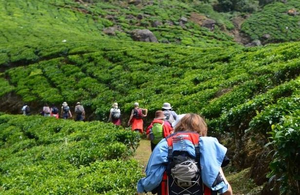 Darjeeling Himalayan Tea Tour