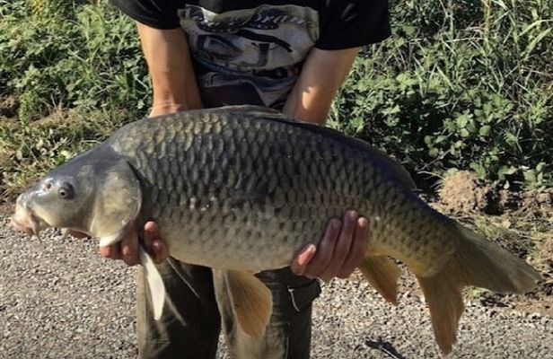 Introduction to fishing in Strasbourg
