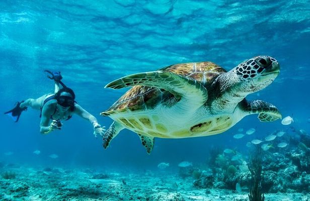 Private Tulum Mayan Ruins & Swimming with Turtles Experience