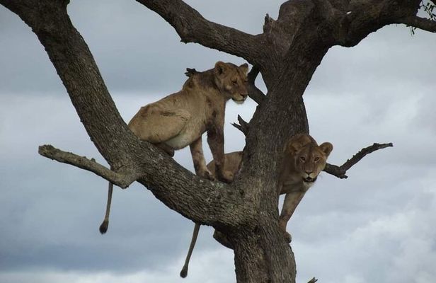 Joining Safari from Mwanza