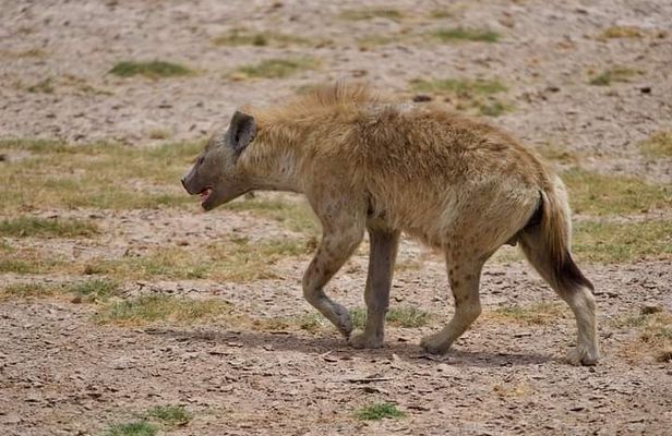 Private 2-day Diani Beach To Tsavo East and West Safari