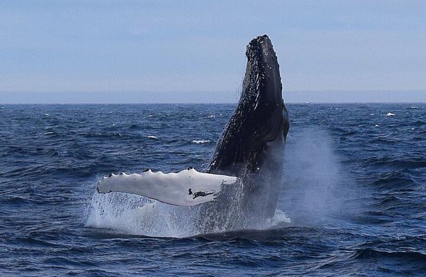 2 Hour Award-Winning Whale and Seabird Boat Tour from St. John's