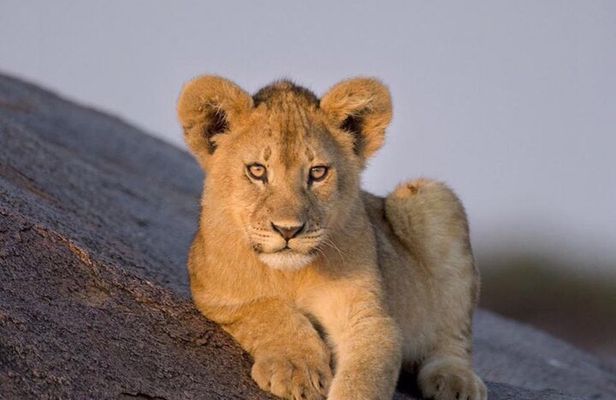 3-Day Private Ngorongoro Crater and Serengeti Park Tour