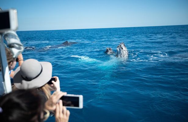 Hervey Bay Ultimate Whale Watching Cruise