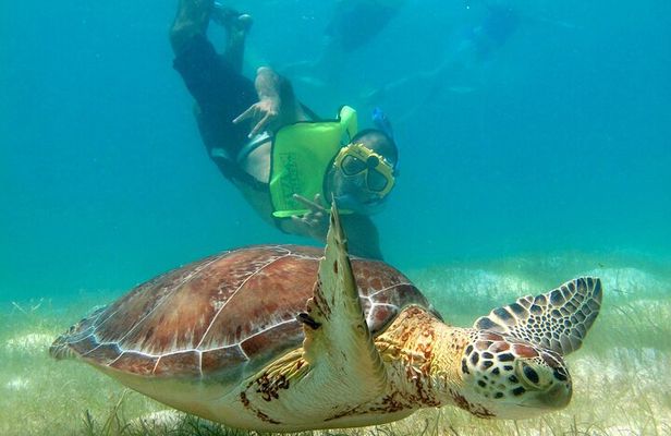 VIP Tulum & Turtles Private Tour