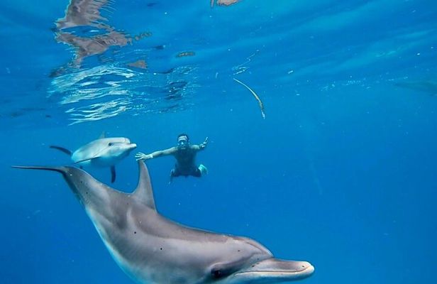 Dolphin Museum and Wild Dolphins Land and Sea Adventure