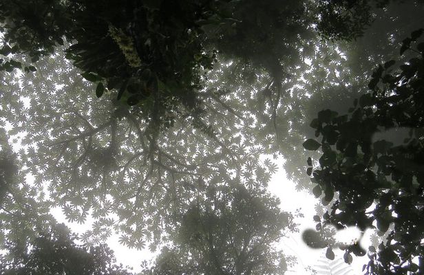 Natural History Walking Tour in Monteverde Cloud Forest Reserve 