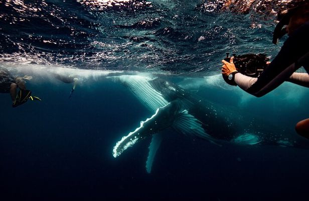 Swim with Whales Gold Coast