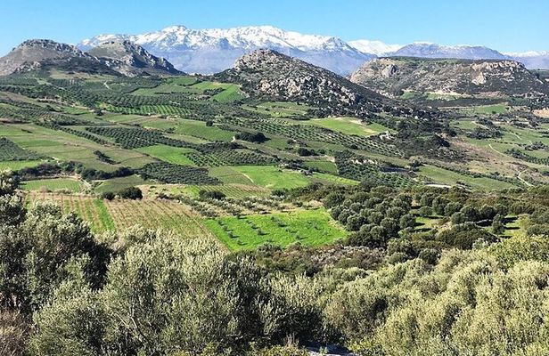 Crete: Olive, Wine, Raki - Flavorful Culinary Journey