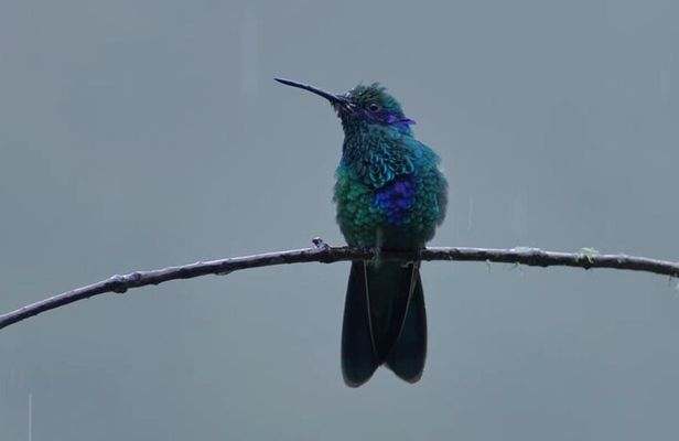 Hummingbirds of the Sacred Valley - Cusco