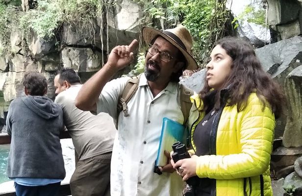 Bird Observation in the National Park of Uruapan.