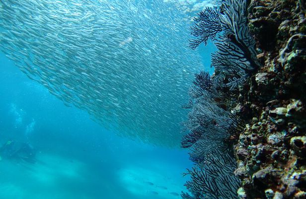 Private Dive Boat for Certified Divers - Cabo San Lucas