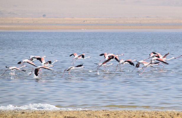 Full-Day Bird Watching Private Experience at Fayoum