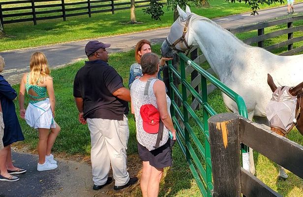 Unique Horse Farm Tours with Insider Access to Private Farms