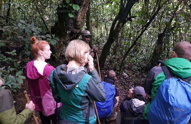 2 Days Chimpanzee trekking & Canopy Walk in Nyungwe National Park