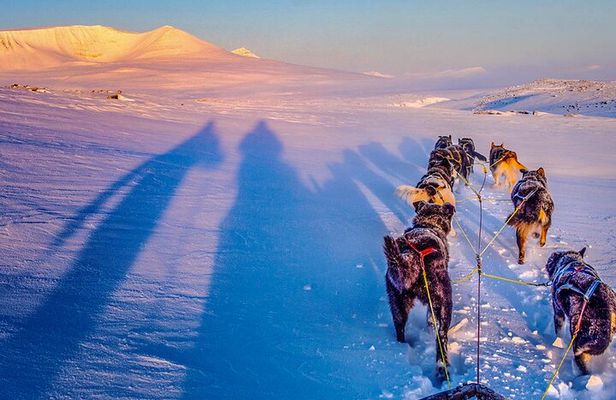 Small Group Wilderness Husky Sledding 2h from Tromsø (car needed)