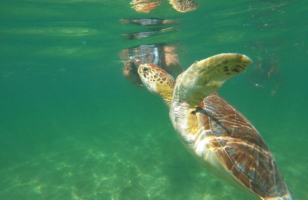 VIP Cenotes & Turtles Private Tour