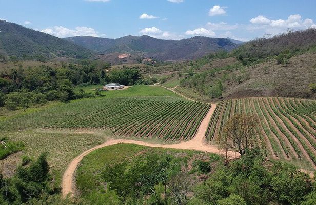 Full-Day Winery Tour from Rio