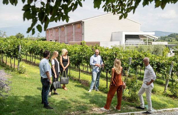 Tour and Tasting of Organic Wines in Lazise