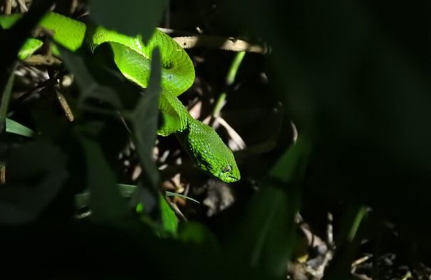 Small Group Night Walking Tour in Monteverde