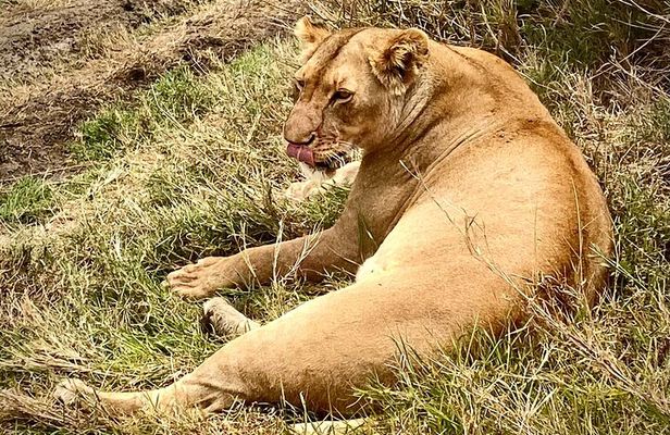 5-Day Private Safari in The Serengeti with Accommodation