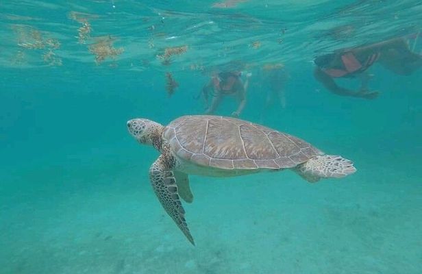 Swim with turtles + snorkelling + archaeological zone of Tulúm + cenote