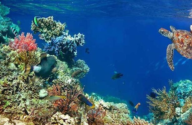 Tulum Area Experiences Guided 2 Tank Scuba Dive Casa Cenote & Barrier Reef-Lunch
