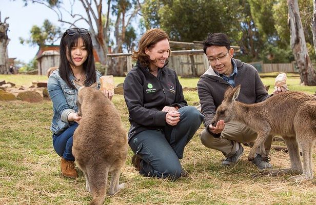 Bonorong Wildlife Park and Richmond Afternoon Tour from Hobart
