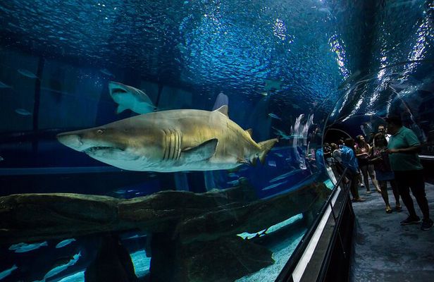 Museum of Tomorrow, AquaRio & Olympic Boulevard in Rio de Janeiro