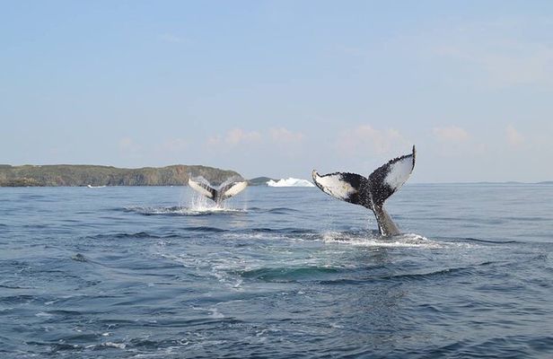 2 Hour Boat Tour in Twillingate